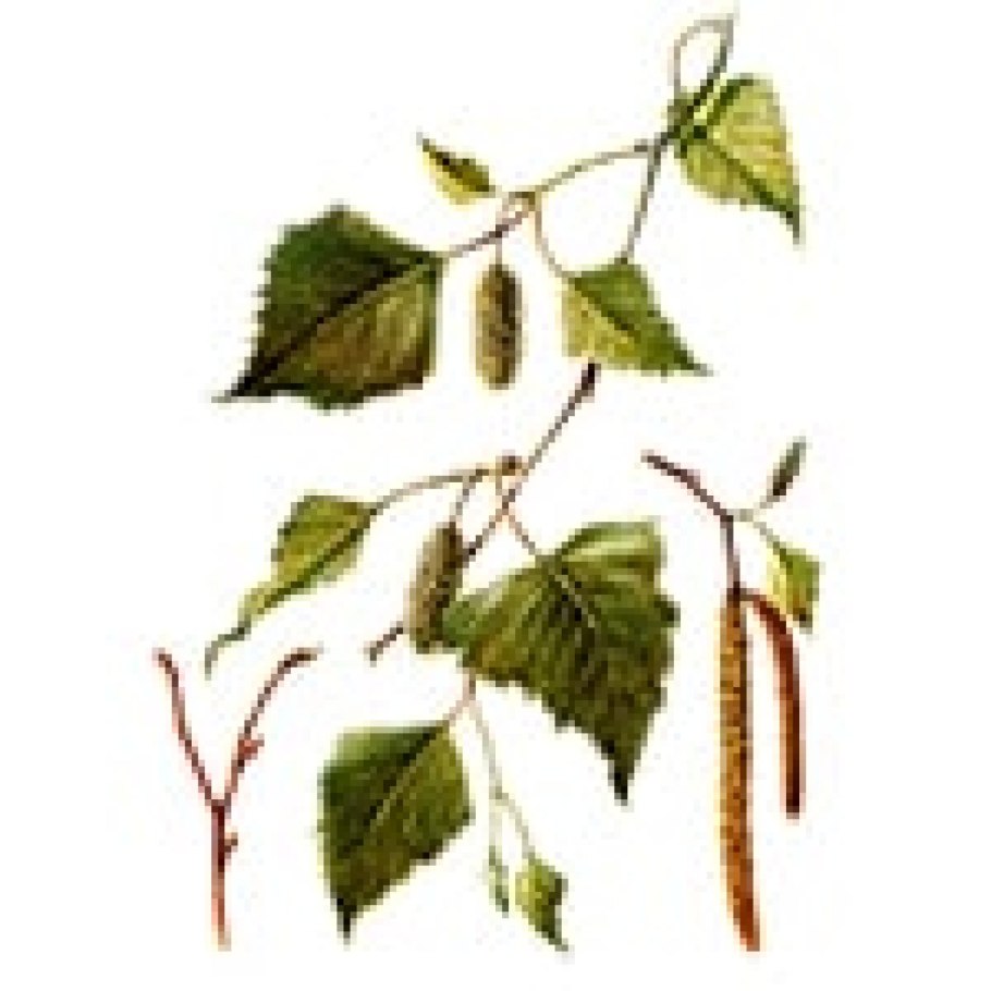 Береза повислая ветка