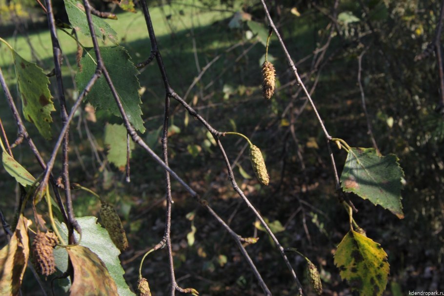 Береза повислая семена