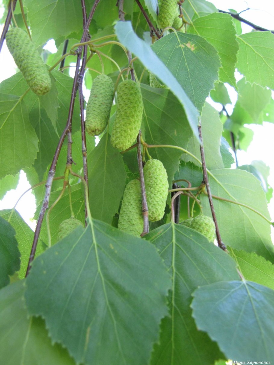 Берёза повислая далекарлийская