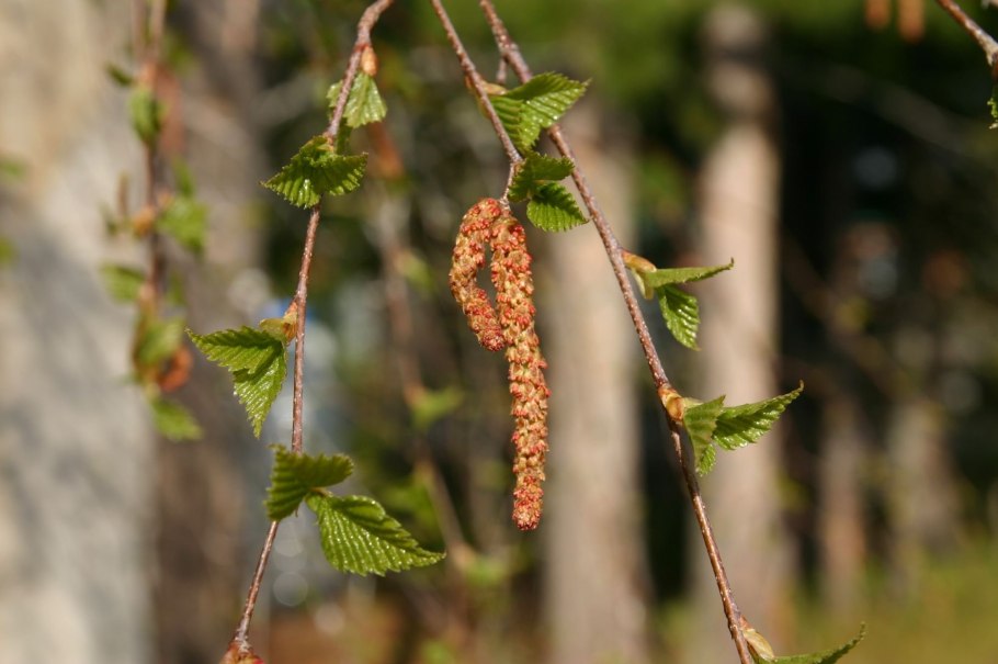 Береза повислая ботаника