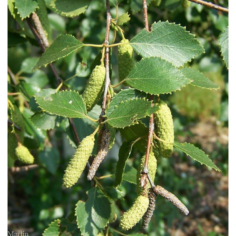 Береза повислая "Atropurpurea" Betula pendula "Atropurpurea"
