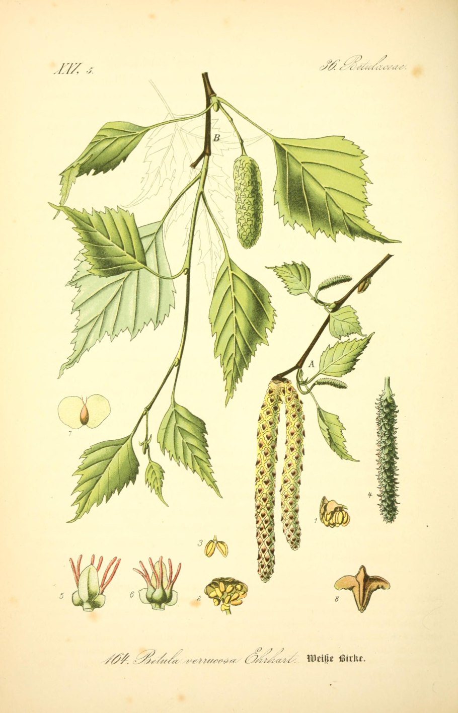 Береза повислая весной