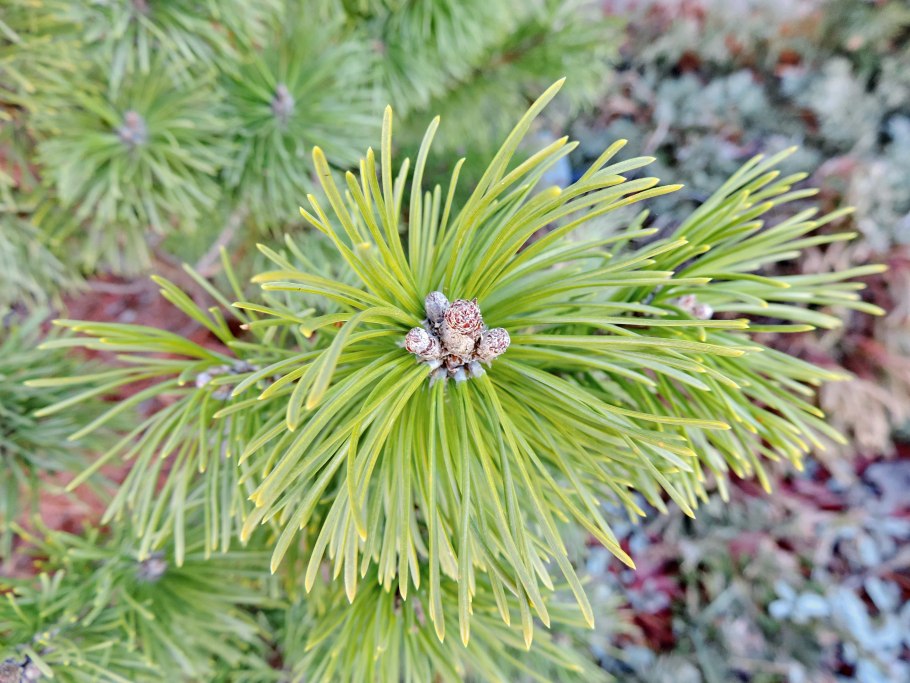 Хвойные хвойн голосемя