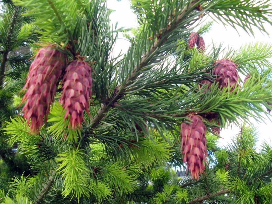 Сорт хвойных растений книжка