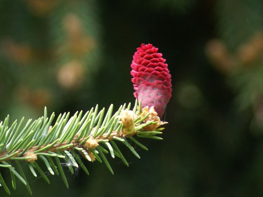 Пихта обыкновенная
