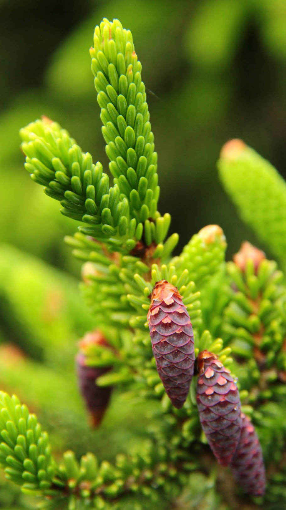 Растение похожее на сосновую ветку