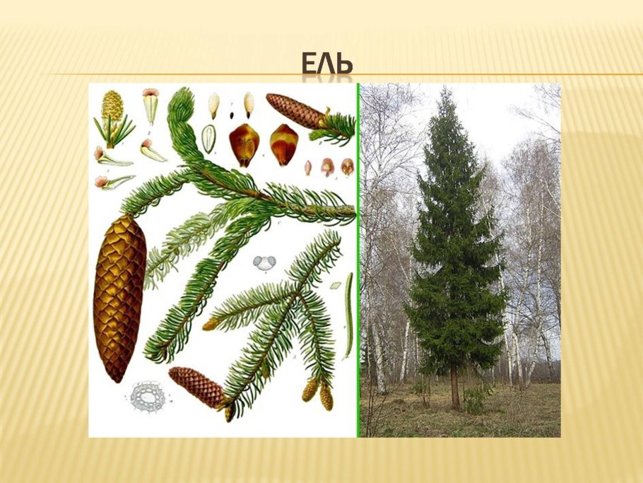 Ель европейская шишка