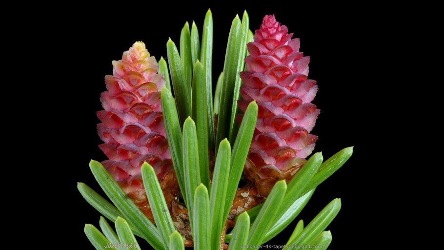 Еловая грива