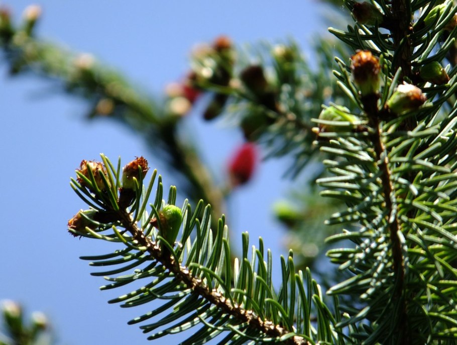 Вечнозеленые ели