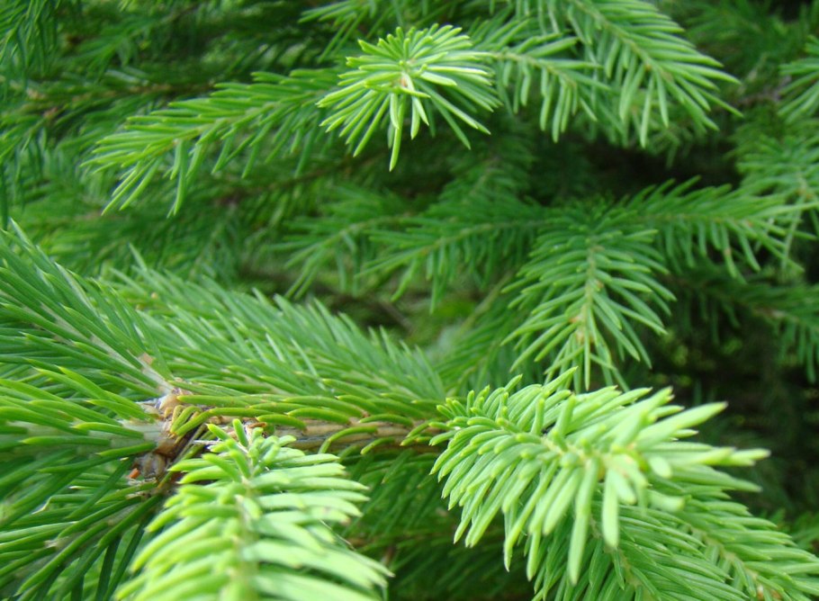 Ель финская Picea Fennica