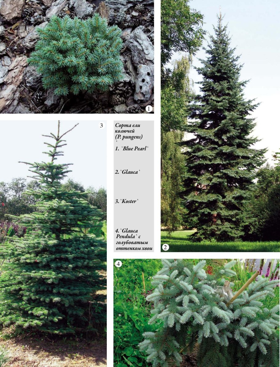 Лиственница Сибирская шишки