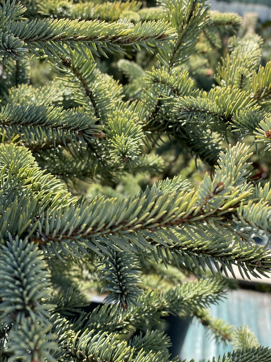 Голосеменные жизненный цикл сосны обыкновенной