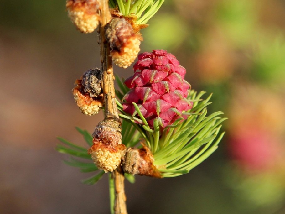 Хвойные еловые экзоты