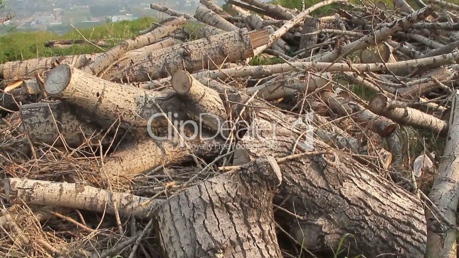 Осиновые дрова