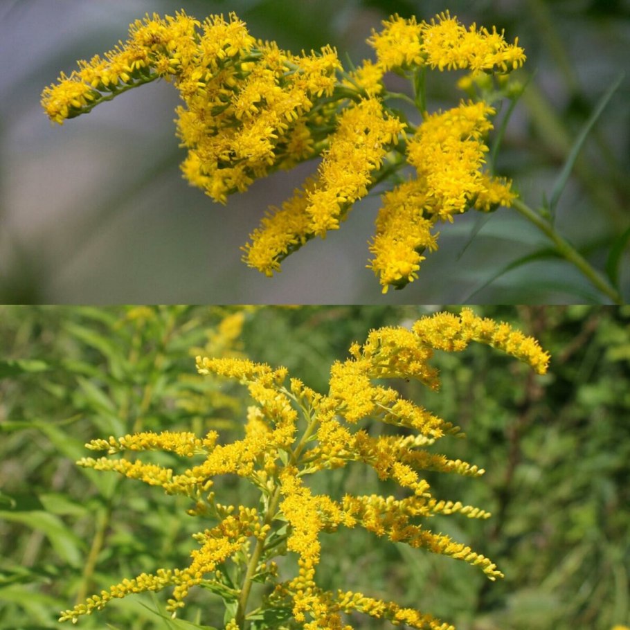 Золотая розга (золотарник)