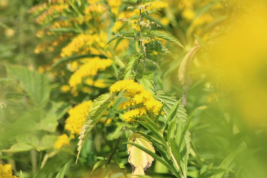 Золотарник Жозефина