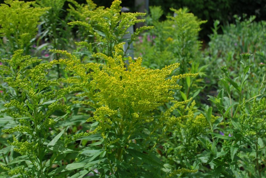 Золотарник (солидаго) "Жозефина"