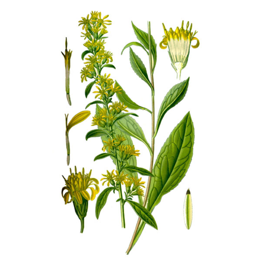 Солидаго канадский (Solidago canadensis &#96;Cloth of Gold&#96;)