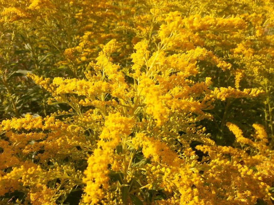 Золотарник гибридный солидаго