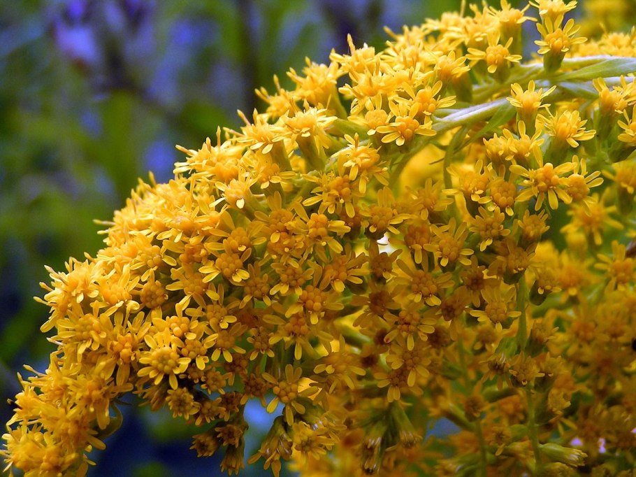 Золотарник гибридный солидаго