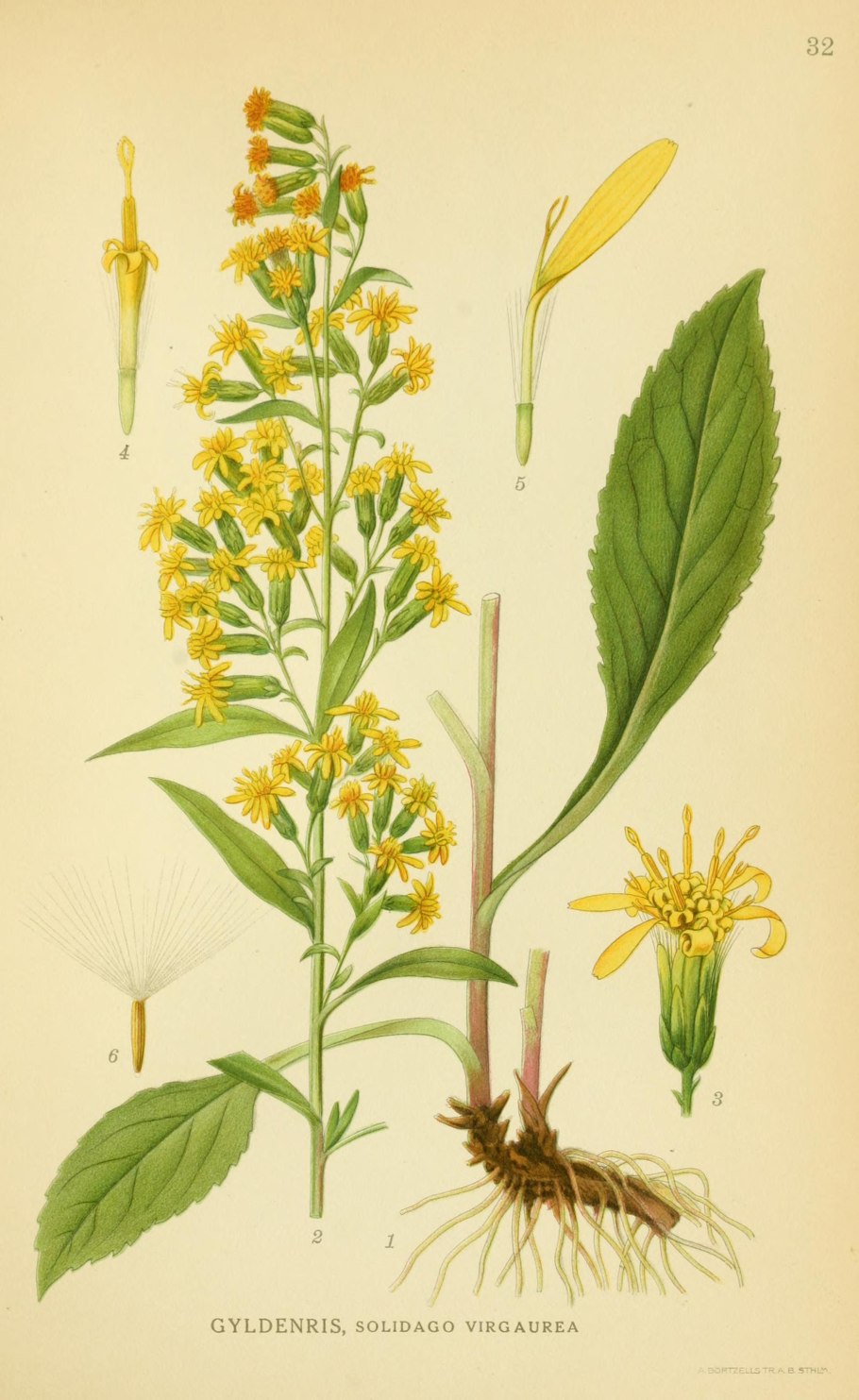 Solidago buckleyi