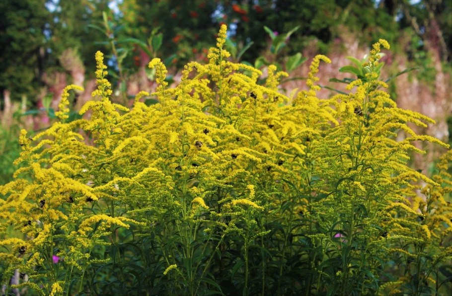 Золотарник солидаго