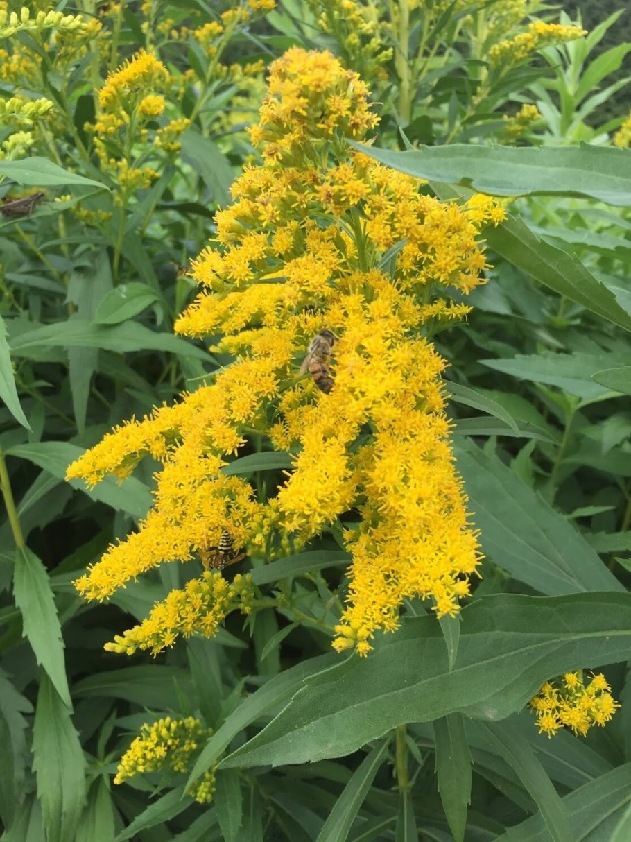 Золотарник канадский (Solidago canadensis)