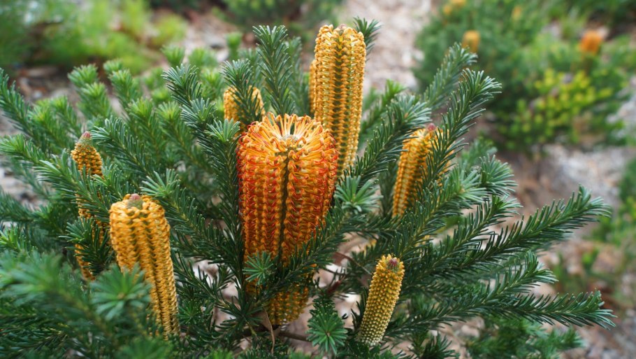 Банксия комнатная