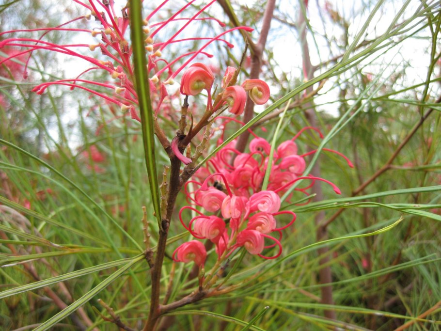 Папоротник Лисий хвост