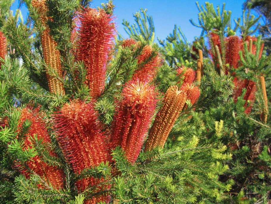 Банксия поникающая