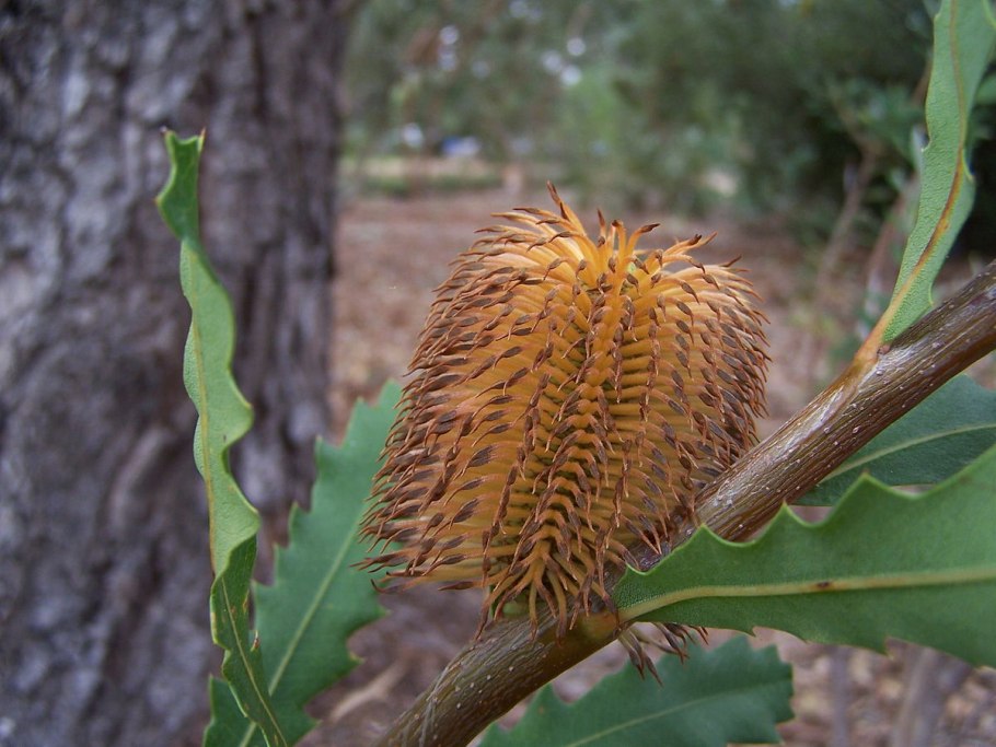 Calothamnus hirsutus