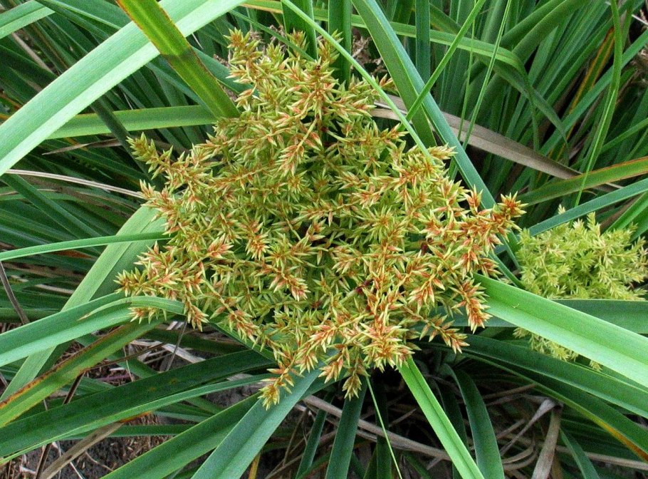Anigozanthos manglesii
