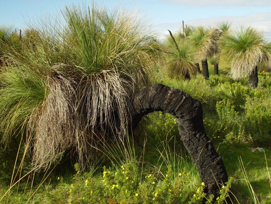 Растение диверсити