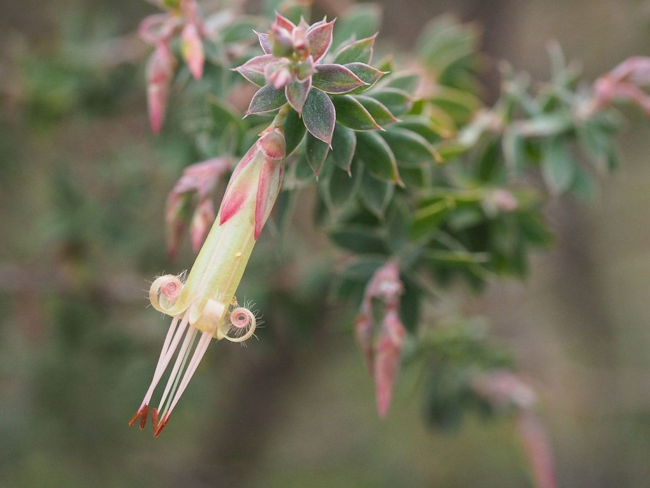 Eremophila Scoparia