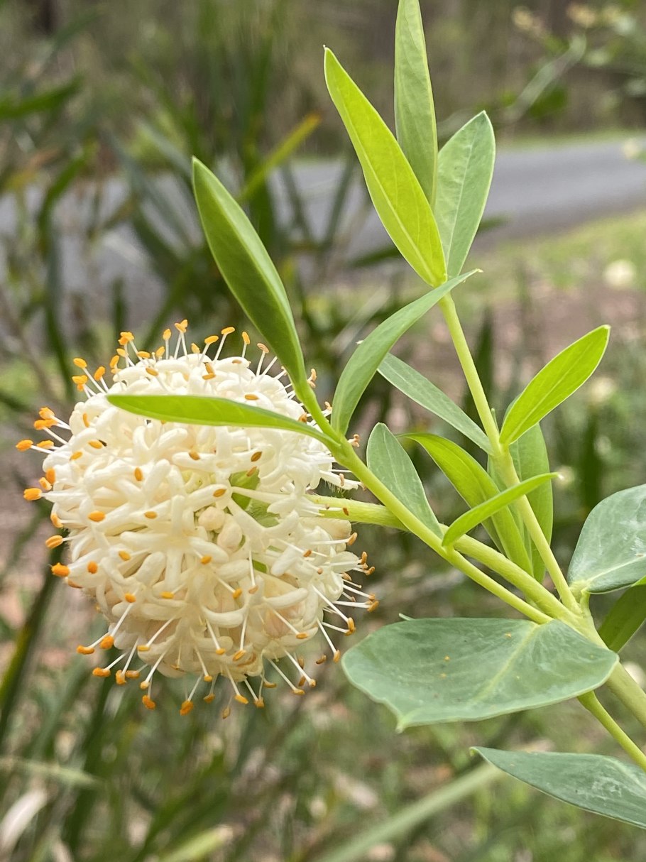 Пеннисетум Японикум