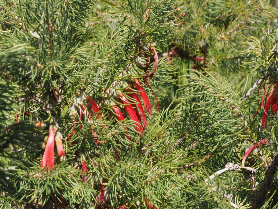 Ягоды эвкалипта