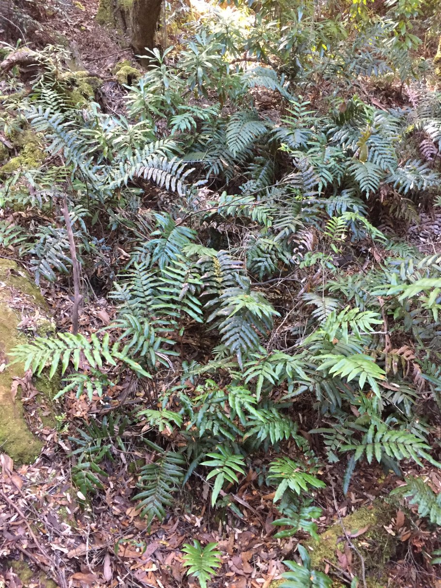 Экзотические цветы Австралии