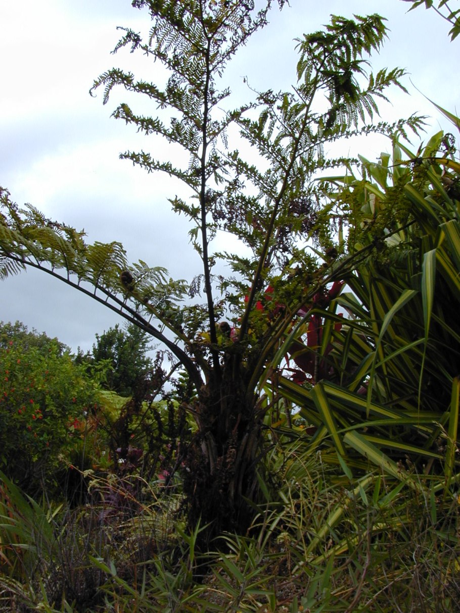 Непентес мирабилис