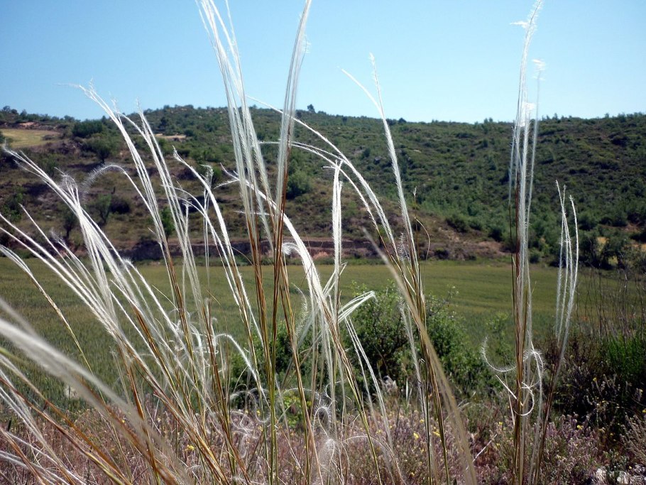 Stipa Joannis