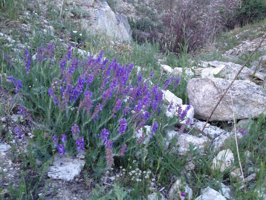 Африканская степь Саванна