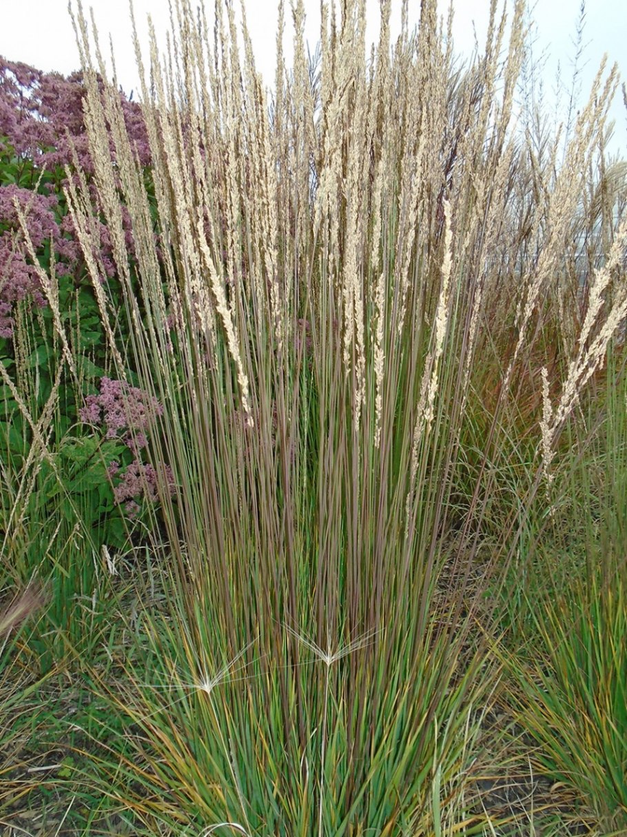 Ковыль тончайший (Stipa tenuissima)