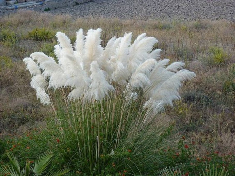 Ковыль тончайший (Stipa tenuissima)