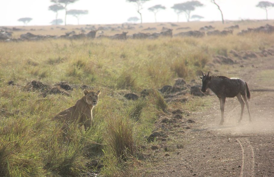 Achnatherum confusum