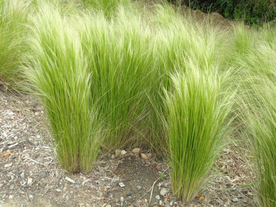 Ковыль тончайший (Stipa tenuissima)