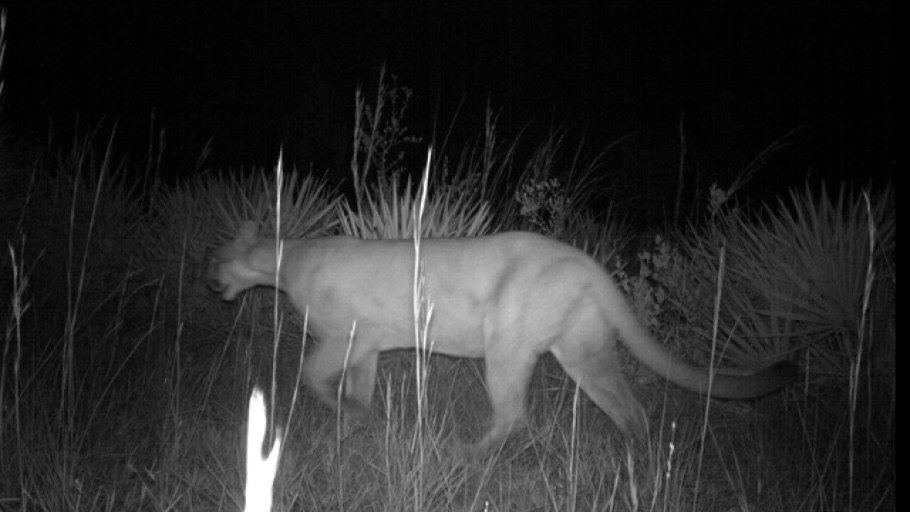 Флоридская Пума Пума