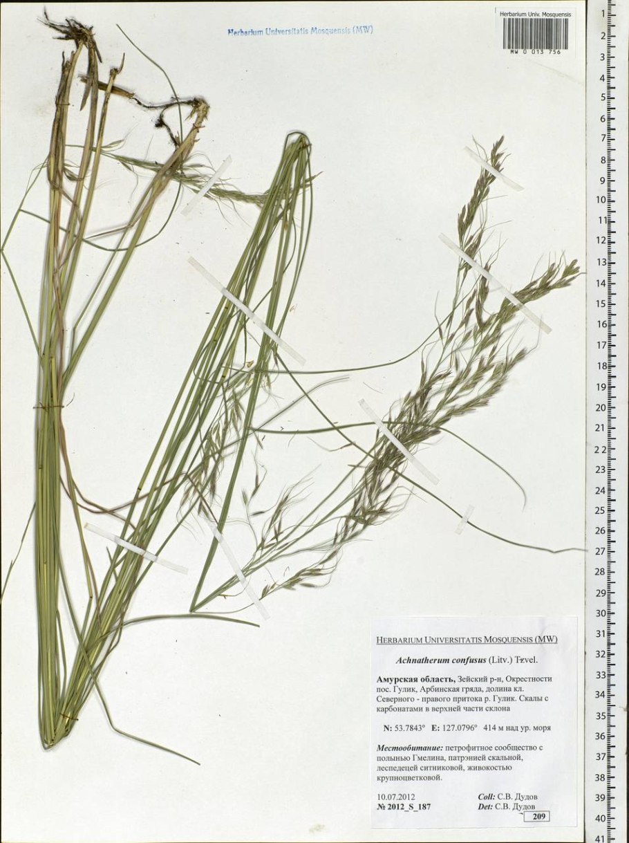 Молиния тростниковая Фонтейн