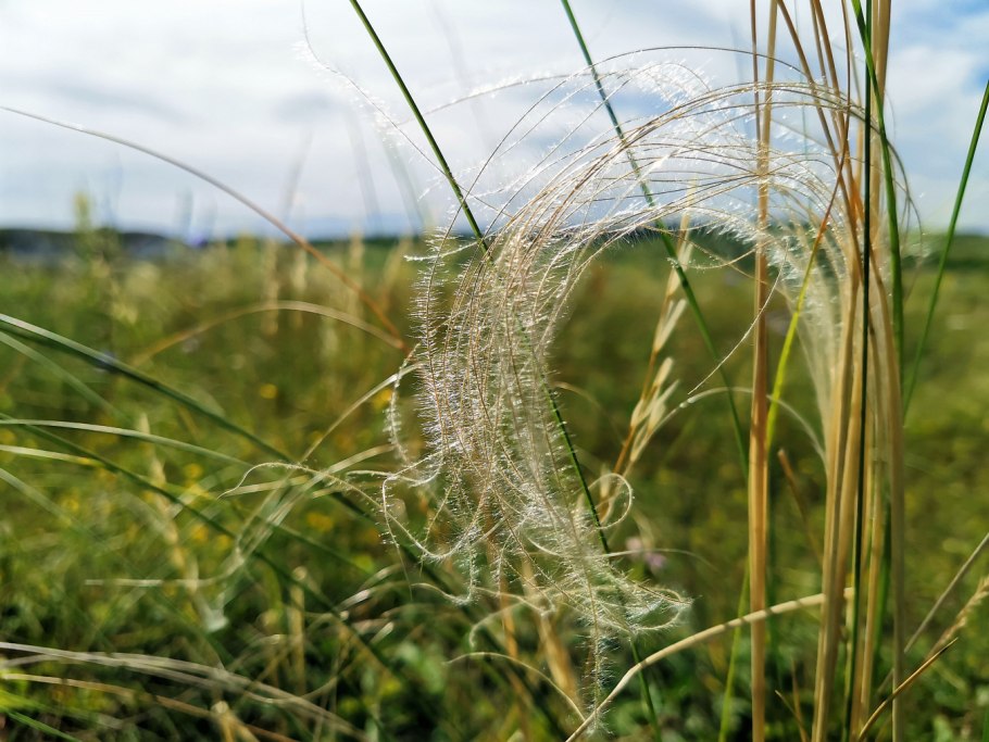 Ковыль перистый (Stipa pennata)