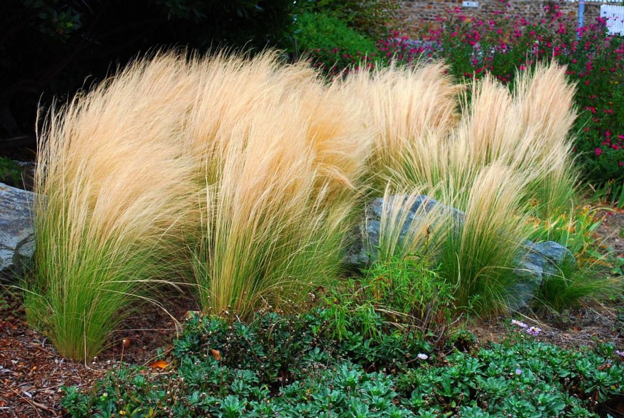 Мюленбергия Muhlenbergia capillaris