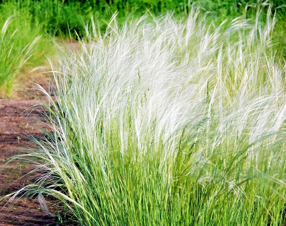 Ковыль трава Степная