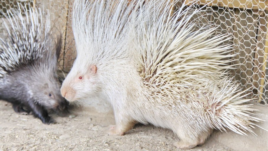 Melica ciliata, 'Silky'